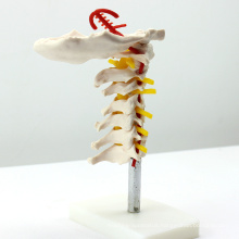 VERTEBRA03 (12386) Medical Science Cervical Vertebral Column with Neck Artery,Medical Anatomy Vertebrae Model